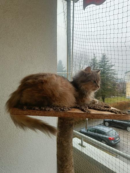 Europäische Hauskatze